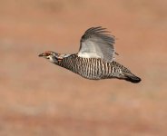 Prairie-Chicken-Hunting-1600x1290~2.jpg