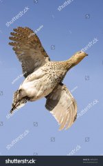 stock-photo-taxidermy-sharp-tailed-grouse-tympanuchus-phasianellus-in-flight-against-a-blue-sk...jpg