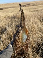 SD pheasant 2.JPG