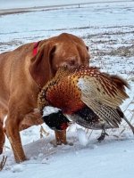 Ellie Retrieve.jpg Ellie Retrieve.jpg