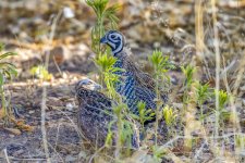 Mearns_Quail_CR5_1981-Edit-Edit-Edit.JPG