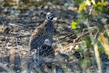 Mearns_Quail_CR5_2648-Edit.JPG