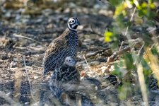 Mearns_Quail_CR5_2648-Edit.JPG Mearns_Quail_CR5_2648-Edit.JPG