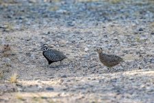 Mearns_Quail_CR5_3199-Edit-Edit.JPG