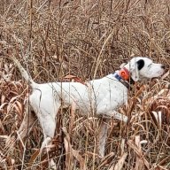 Prairie Creek Pointers