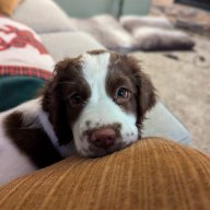 Bonnie_Springer
