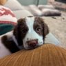 Bonnie_Springer