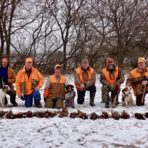 Turkey Creek Kennels - Indiana - American Brittany's