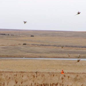 Pheasant Hunting Photo Test 2