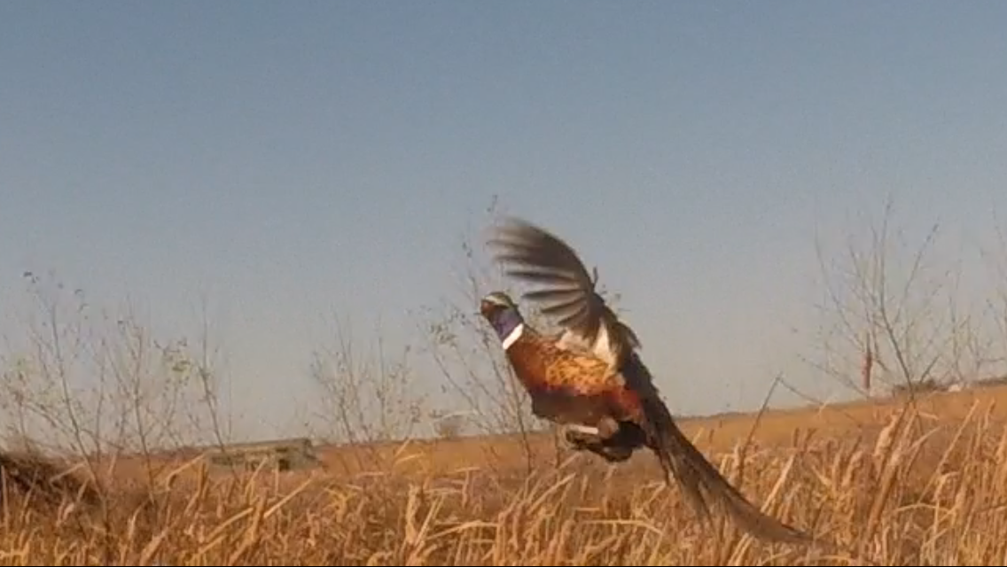 1136x640.png.9f7a65f40225404f9dd09b8533a7286a