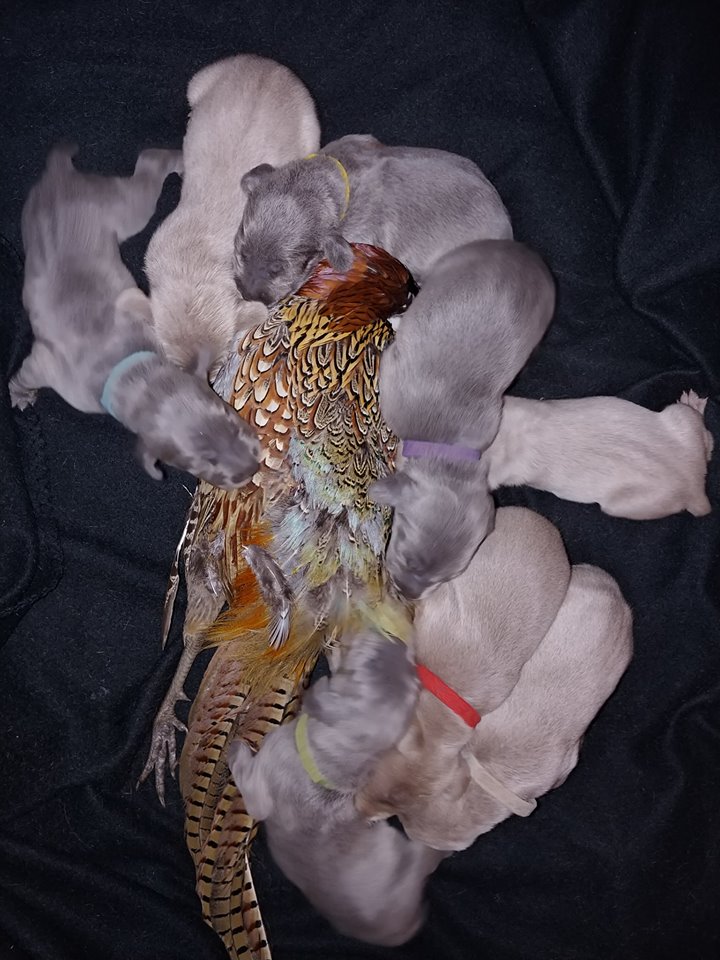 wunderbarweims.weebly.com