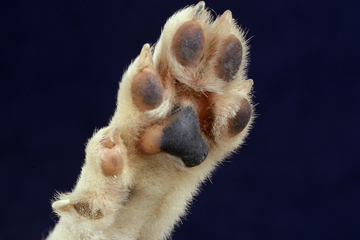 homeandfielddogs.com