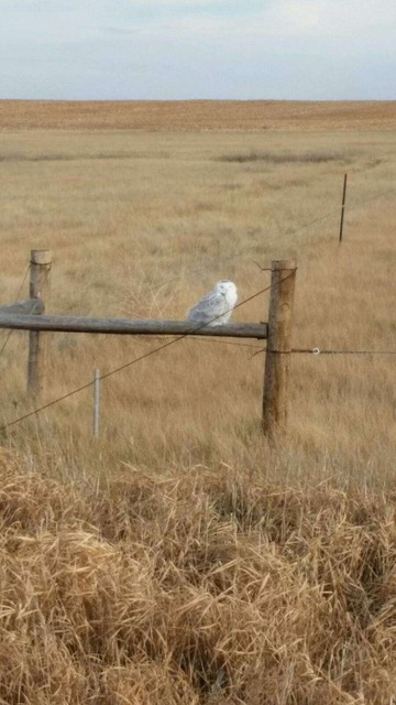 snowyowl1.jpg