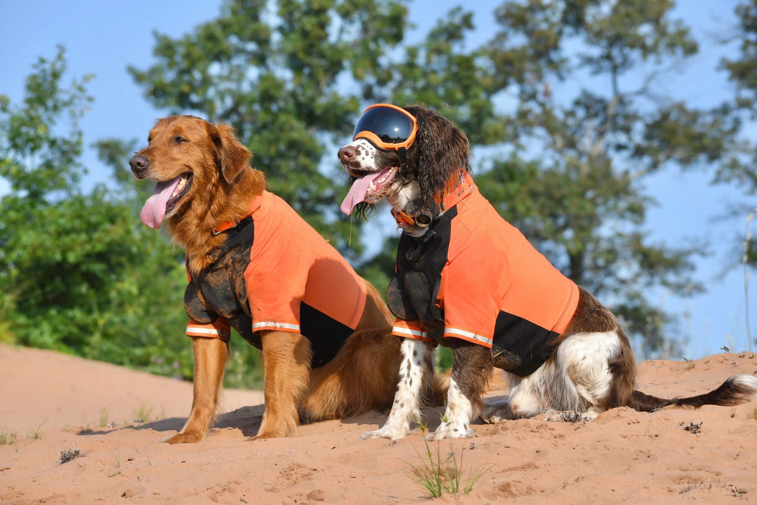 tyrodogvests.com