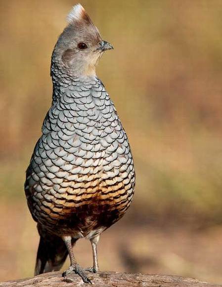 scaled-blue-quail.jpg